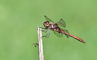 Common Darter (male, Sympetrum striolatum)